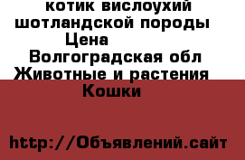 котик вислоухий шотландской породы › Цена ­ 5 000 - Волгоградская обл. Животные и растения » Кошки   